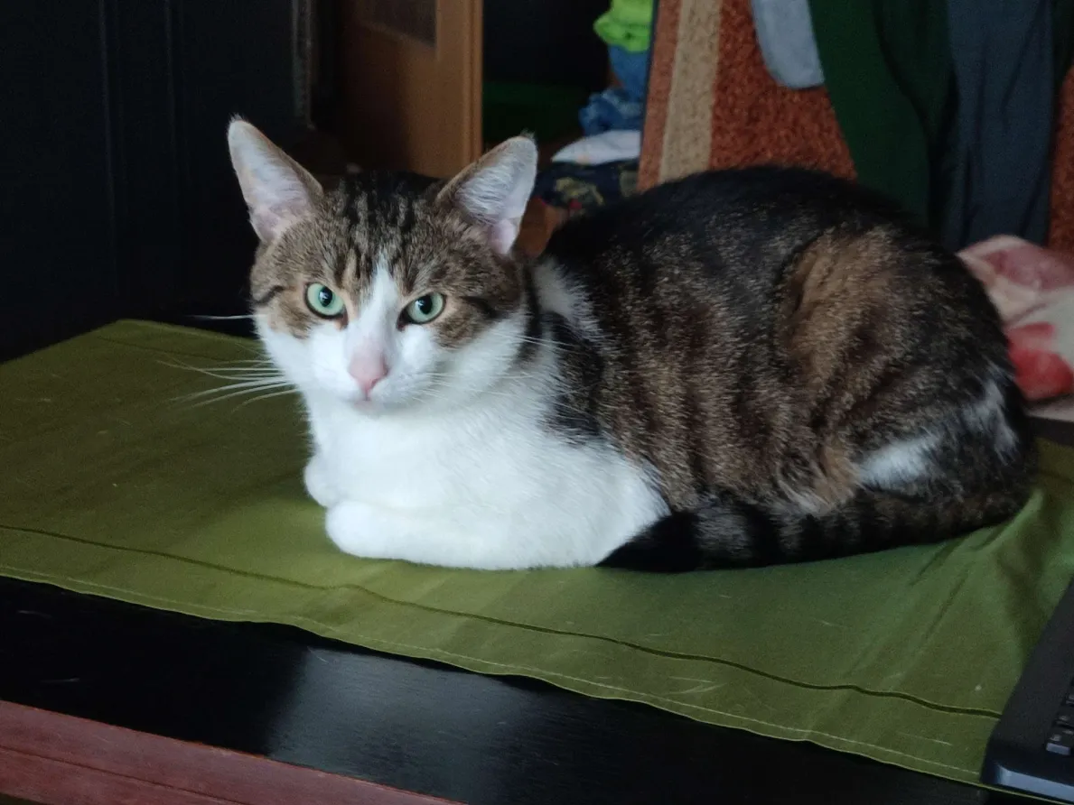 Bombel (opiekun: @Piotrek113)