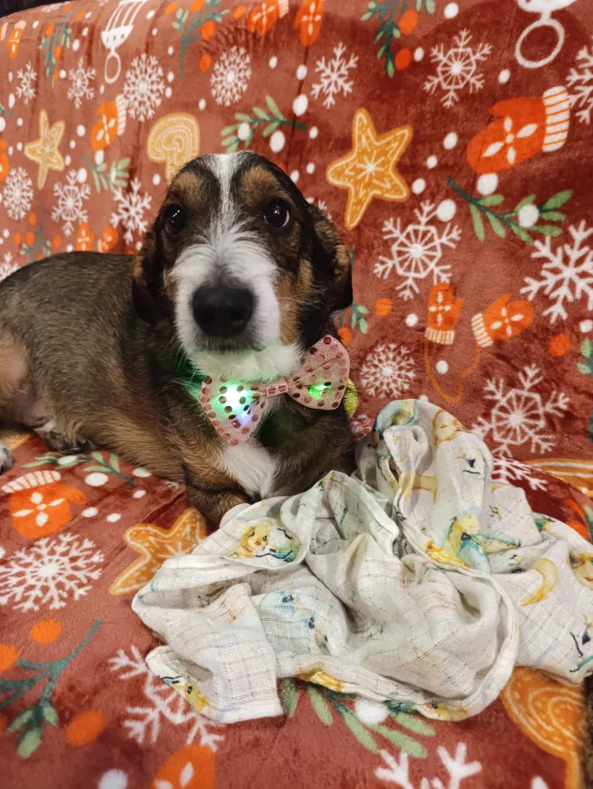 Misiek (opiekun: @Rzeźnik z Blaviken)