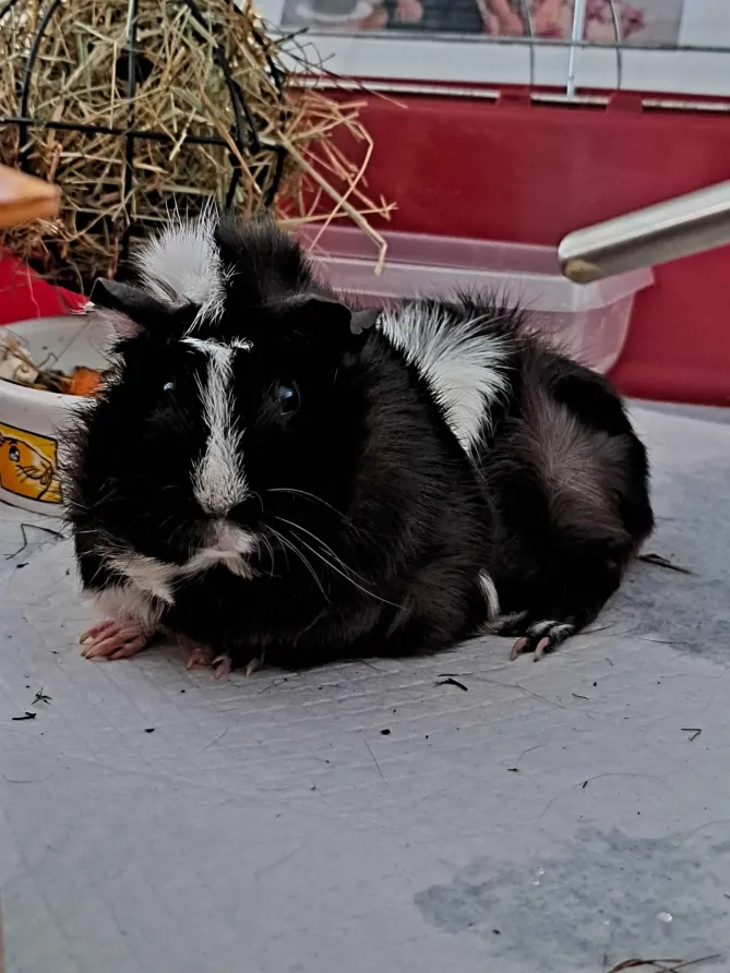 Pixie (opiekun: @ESSEL)