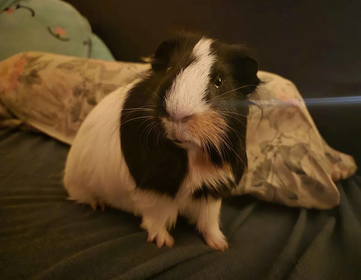 Radziu (opiekunka: @wRedka)