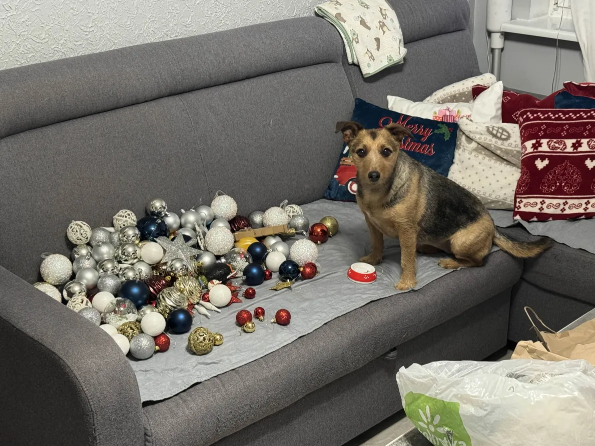 Tosia (opiekun: @KDMentos)